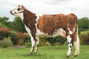 genetique-vache-normande-qualite-lait-viande-bovine-evolution