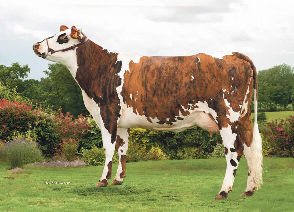 genetique-vache-normande-qualite-lait-viande-bovine-evolution