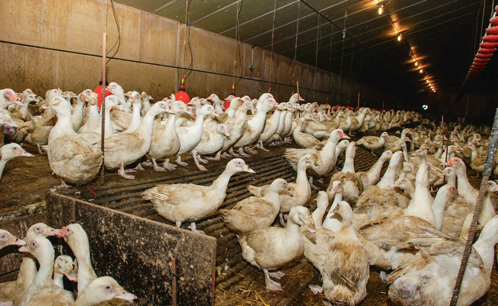 grippe-aviaire-crise-virus-aviculture-volaille - Illustration Des souches de grippe aviaire issues de mutations