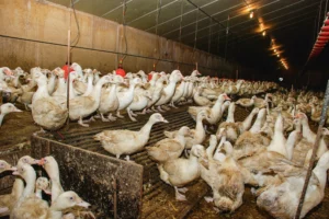 grippe-aviaire-crise-virus-aviculture-volaille