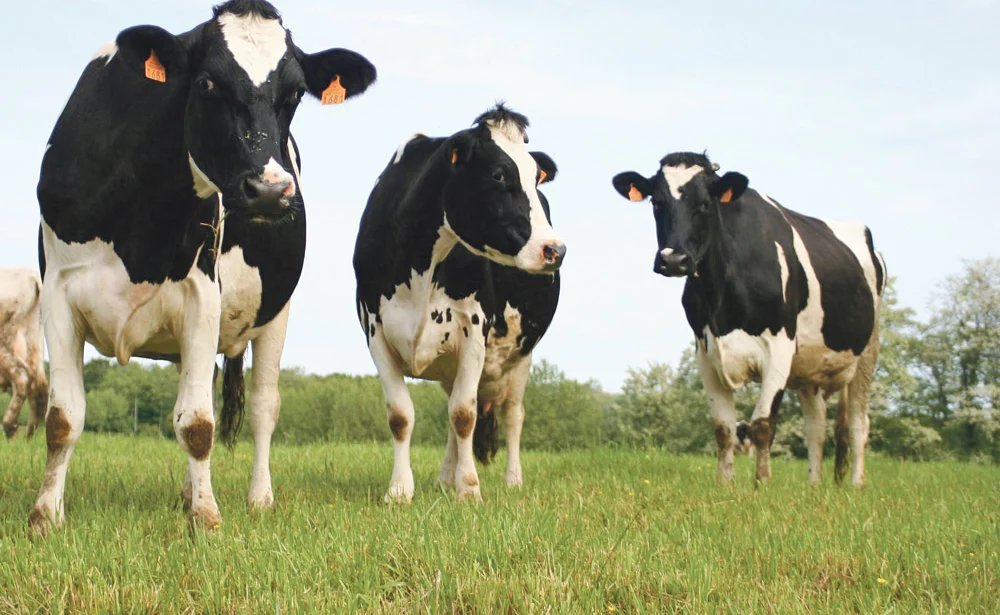 lait-prix-production-vache-laitiere-prim-holstein - Illustration Les prix des produits agricoles à la production stables sur un an