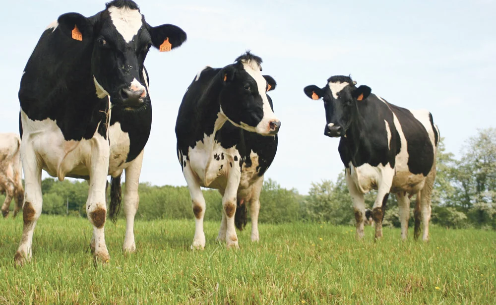 lait-prix-production-vache-laitiere-prim-holstein - Illustration Un prix d’équilibre au-dessus de 330 € / 1000 L