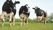 lait-prix-production-vache-laitiere-prim-holstein