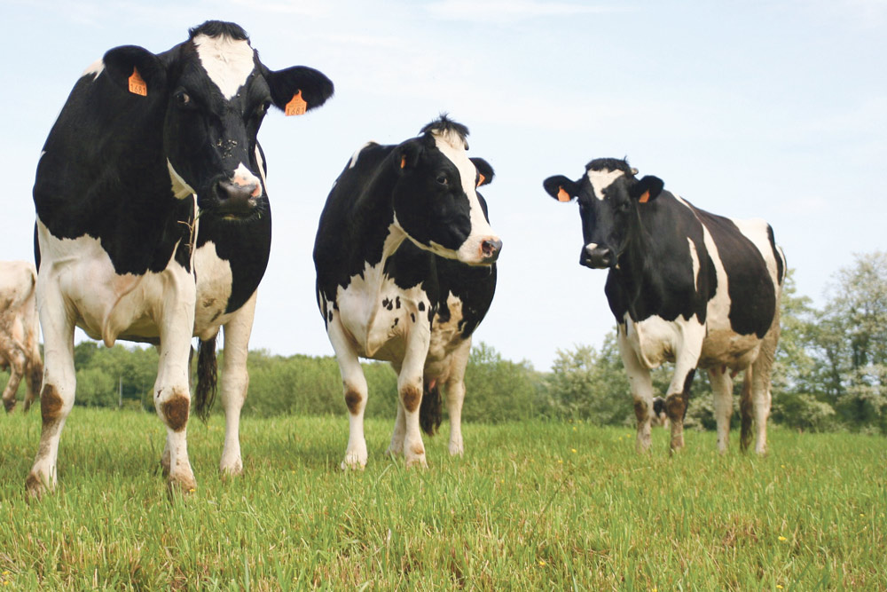 lait-prix-production-vache-laitiere-prim-holstein