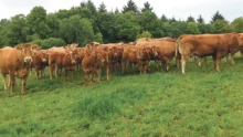 limousin-viande-bovine-bvb-bretagne-viande-bio-boeuf