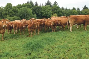 limousin-viande-bovine-bvb-bretagne-viande-bio-boeuf