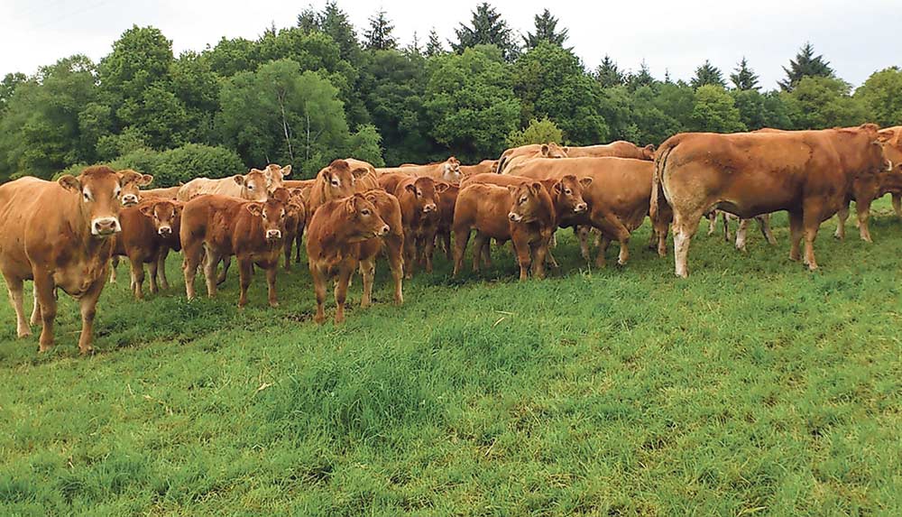 limousin-viande-bovine-bvb-bretagne-viande-bio-boeuf - Illustration Viande bovine bio : des cours 19% au-dessus du conventionnel