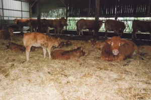 limousine-breizh-bovin-croissance-veau-cap-eco-franceagrimer-viande-elevage