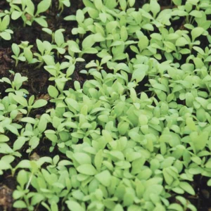 Lychnis dioïque