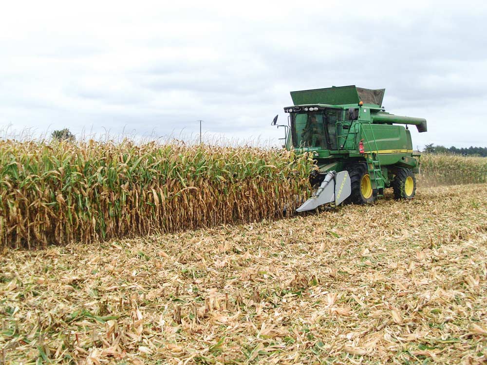 mais-ensilage-recolte-moisson-triskalia-agronomie-semis-culture - Illustration Maïs grain : des rendements en retrait
