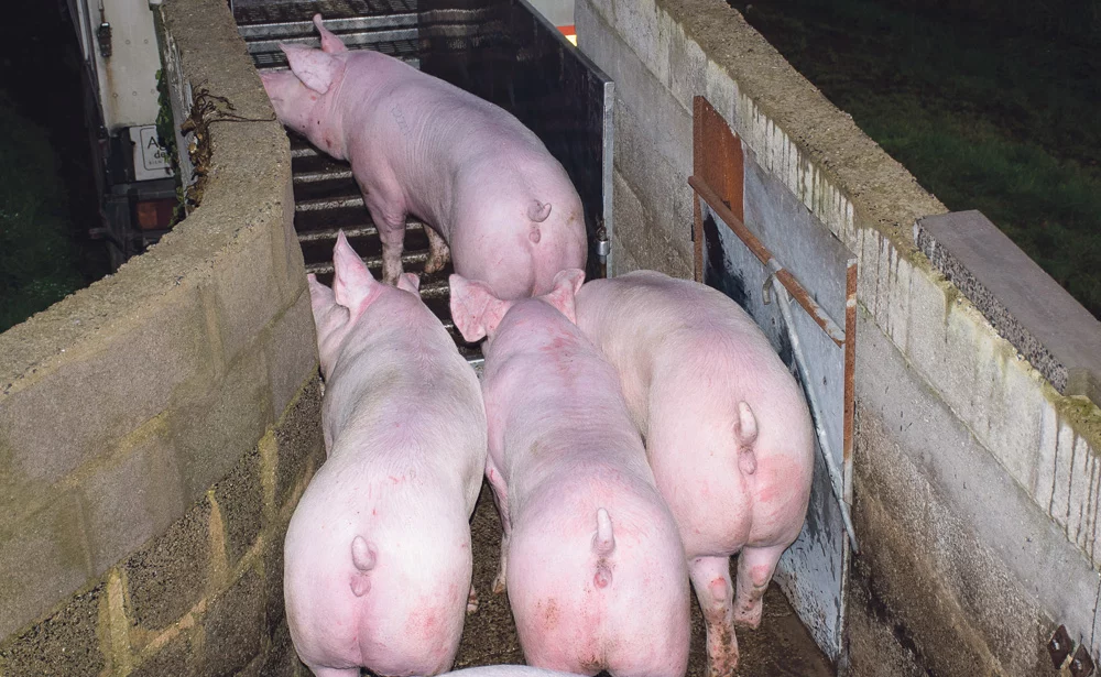 marche-porc-viande-cadran-plerin - Illustration Des défenseurs de la cause animale veulent limiter le temps de transport du bétail