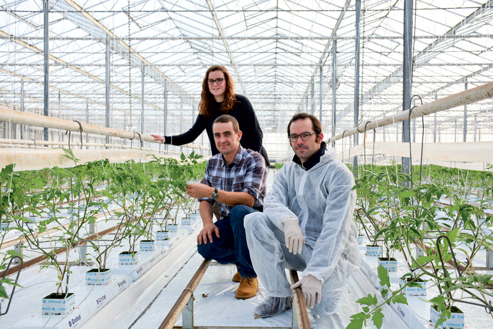 marine-michel-lec-hvien-jerome-crenn-production-tomate-traitement-phytosanitaire-culture-macrolophus - Illustration Associer écologie et production intensive