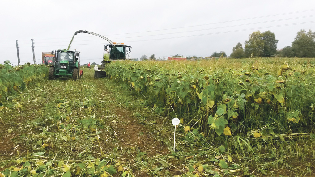 methanisation-energie-renouvelable-production-biogaz-agricole-couvert-vegetaux - Illustration Les couverts : une source d’énergie pour la méthanisation