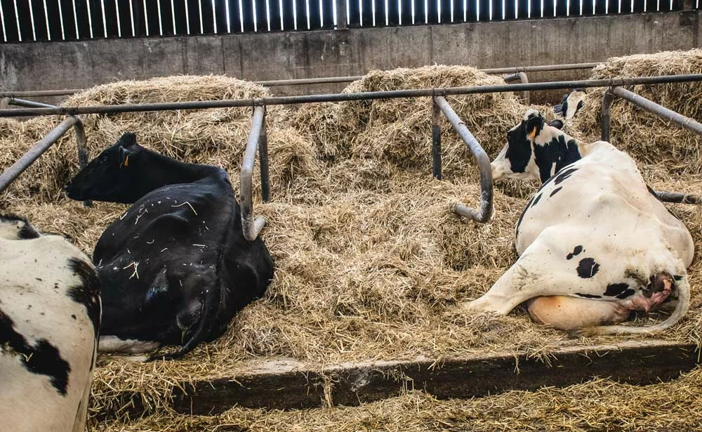 prim-holstein-vache-laitiere-lait-paturage-alimentation-porc - Illustration Les vaches hautes productrices réclament de l’attention