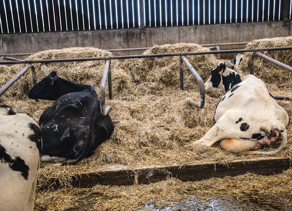 prim-holstein-vache-laitiere-lait-paturage-alimentation-porc - Illustration Les vaches hautes productrices réclament de l’attention