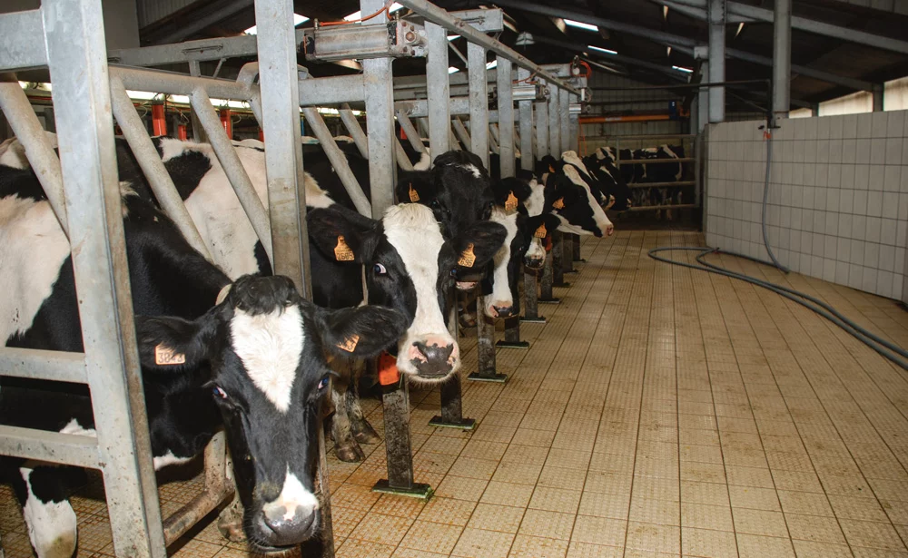 prix-lait-production-marche-vache-laitiere-matiere-premiere - Illustration Du mieux dans le lait… en 2020