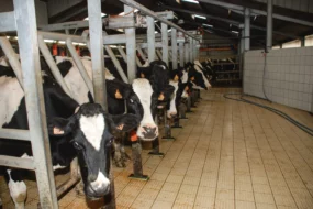 prix-lait-production-marche-vache-laitiere-matiere-premiere