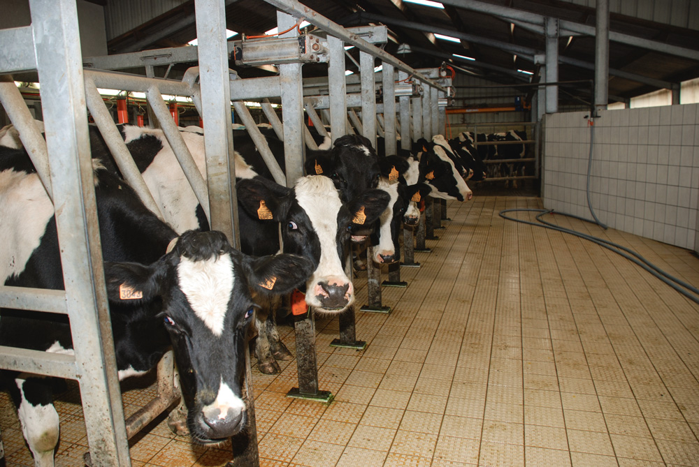 prix-lait-production-marche-vache-laitiere-matiere-premiere - Illustration Du mieux dans le lait… en 2020