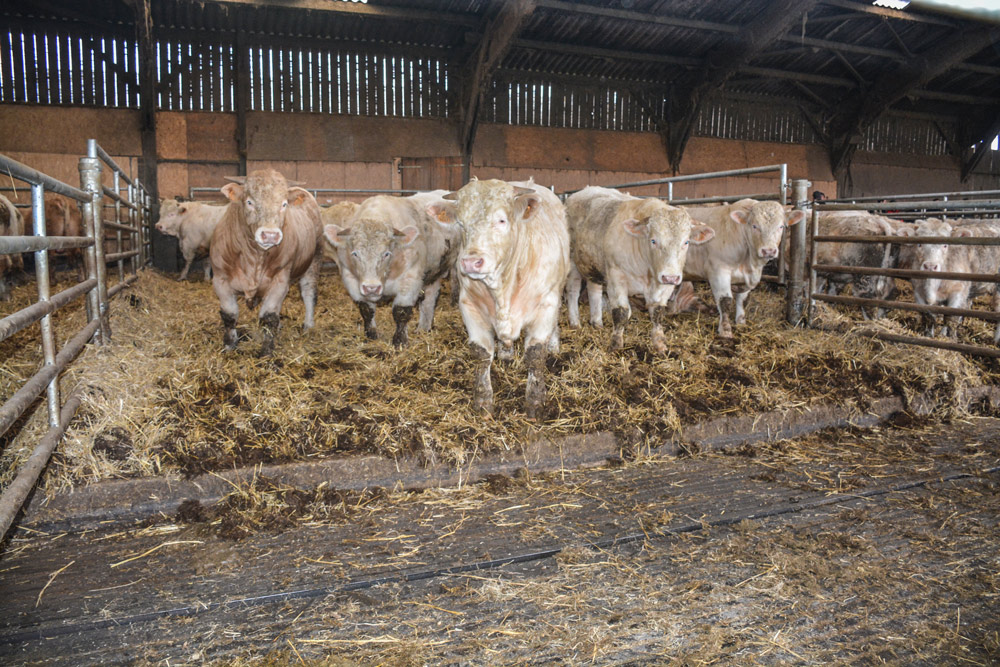 La barre inclinée permet aux JB d’aller plus loin sur la table d’alimentation - Illustration La concurrence polonaise en viande bovine s’accroît