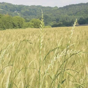 Ray-grass, Concerné par la résistance (groupes A et B)