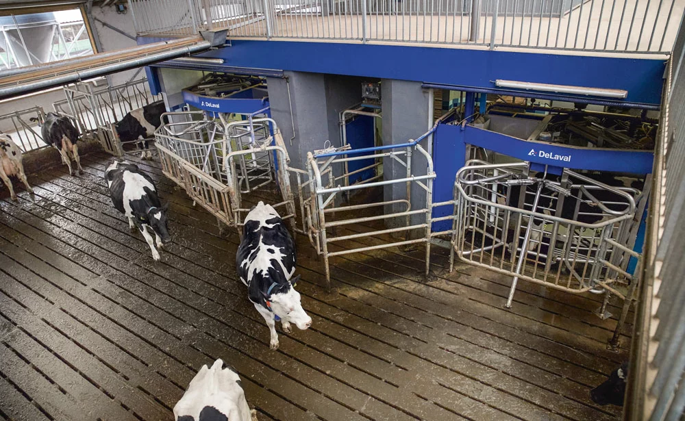 Pour réellement gagner en temps de travail, l’organisation des flux d’animaux dans les bâtiments et au pâturage est primordiale - Illustration Un prix du lait plus équilibré avec les nouveaux contrats-cadres ?