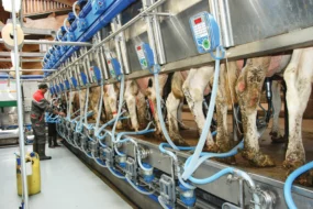 salle-traite-vache-laitiere-batiment-sante-animale-mammite-hygiene-bien-etre-leucocyte-manchon-identification