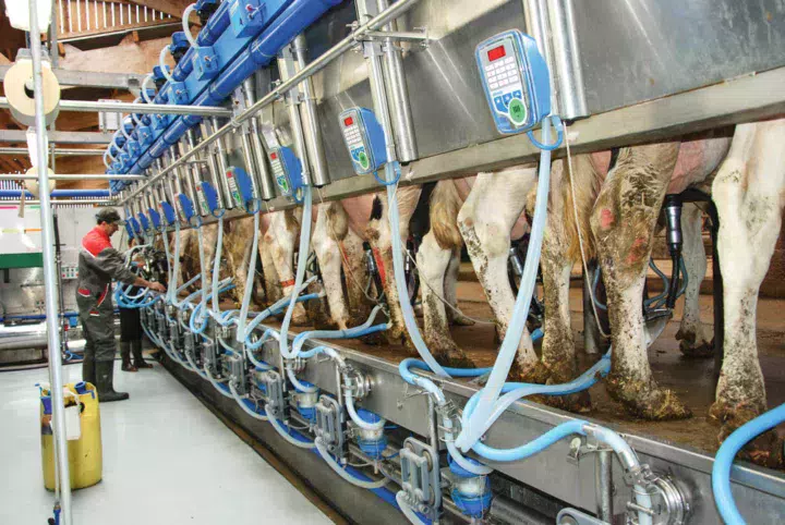 salle-traite-vache-laitiere-batiment-sante-animale-mammite-hygiene-bien-etre-leucocyte-manchon-identification