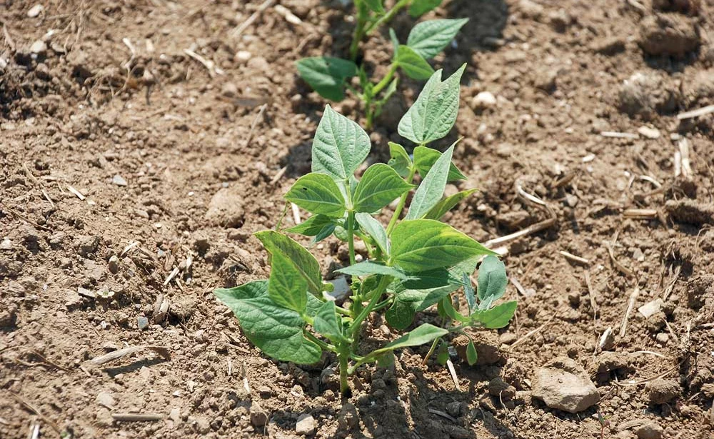 uopli-legume-fruit-loi-avenir-directive-nitrate-aide-environnement - Illustration Des évolutions réglementaires inquiètent la filière