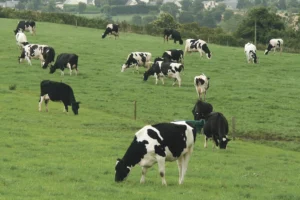 vache-developpement-internet-communication-genetique-methanisation-antibiotique