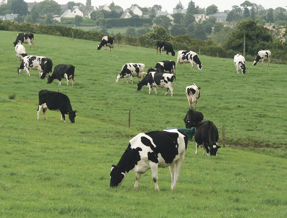 vache-developpement-internet-communication-genetique-methanisation-antibiotique - Illustration Les acteurs de Fougères planchent sur l’avenir de leur territoire