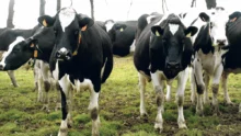 vache-laitiere-prim-holstein-lait-marche-prix-production-crise-fdsea