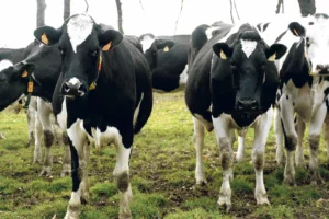 vache-laitiere-prim-holstein-lait-marche-prix-production-crise-fdsea
