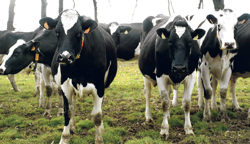 vache-laitiere-prim-holstein-lait-marche-prix-production-crise-fdsea - Illustration Où trouver les 20 à 40 € / 1000 litres manquants ?