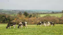 vache-laitiere-prim-holstein-paturage-cop21-ecologie-climat-maec-gaz-effet-serre