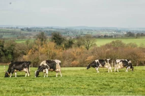 vache-laitiere-prim-holstein-paturage-cop21-ecologie-climat-maec-gaz-effet-serre