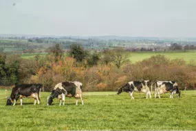 vache-laitiere-prim-holstein-paturage-cop21-ecologie-climat-maec-gaz-effet-serre