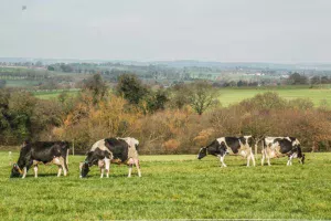 vache-laitiere-prim-holstein-paturage-cop21-ecologie-climat-maec-gaz-effet-serre