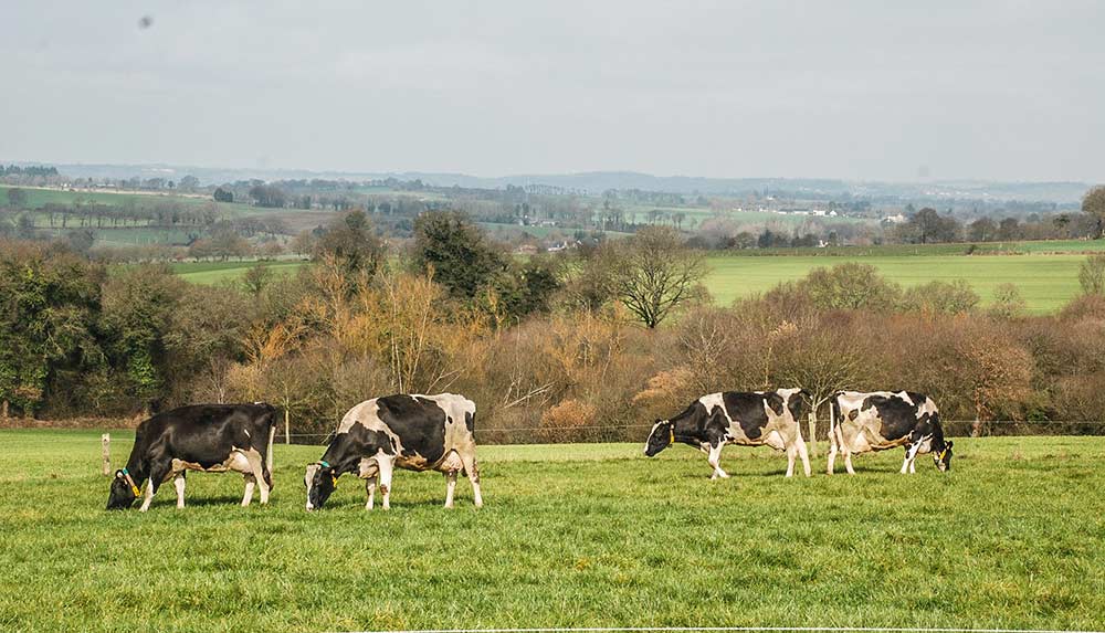 vache-laitiere-prim-holstein-paturage-cop21-ecologie-climat-maec-gaz-effet-serre - Illustration Le Foll dégage 50M€ supplémentaires pour les MAEC et le bio