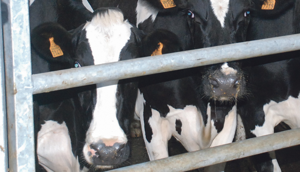viande-bovine-abattoir-vache-laitiere-consommation - Illustration Retard d’enlèvement plus prononcé en Bretagne