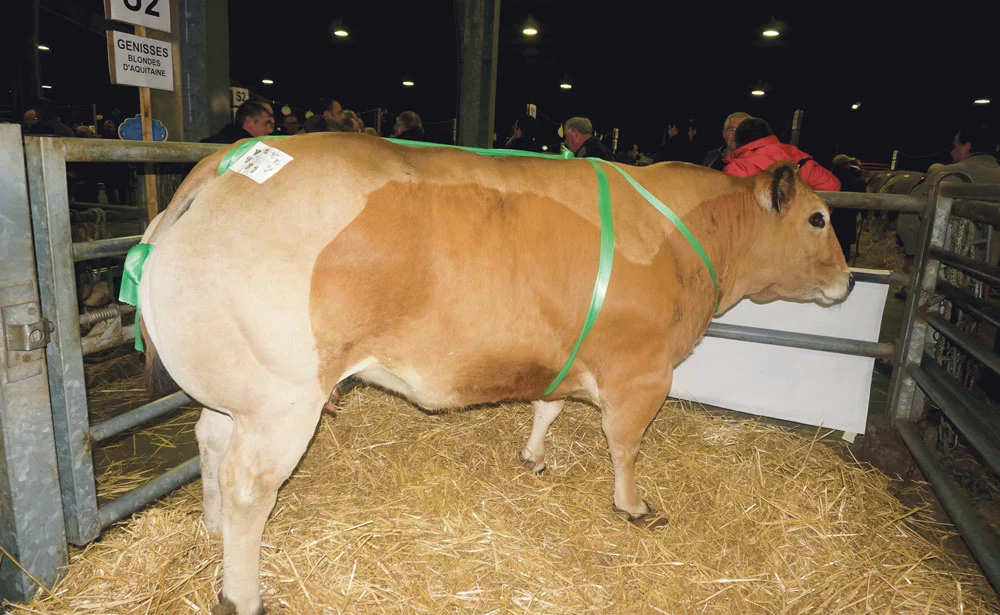 viande-bovine-prix-concours-marche-agricole - Illustration Un rayon de soleil dans la morosité actuelle