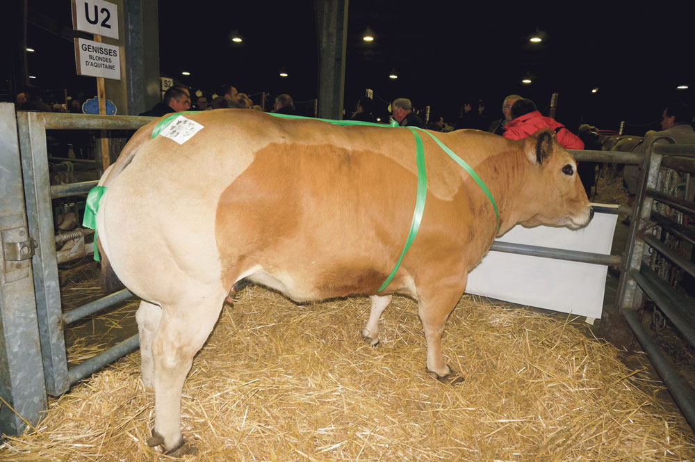 viande-bovine-prix-concours-marche-agricole