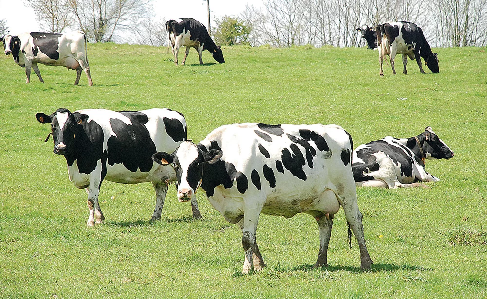 aide-pac-dpu-dpb-baisse-2014-exploitation-agricole-vache-laitiere - Illustration Gros coup de rabot sur les aides Pac dès 2014