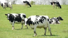 aide-pac-dpu-dpb-baisse-2014-exploitation-agricole-vache-laitiere