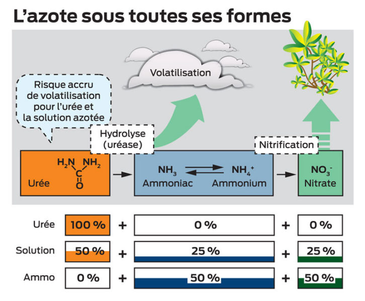 Des engrais azotés plus performants en maïs et céréales à paille