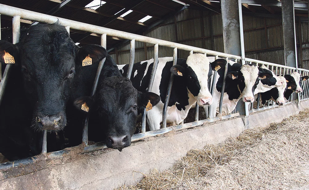 apres-quotas-politique-vache-laitiere-lait-prim-holtein-production - Illustration Quelle politique pour l’après quotas ?