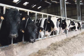 apres-quotas-politique-vache-laitiere-lait-prim-holtein-production