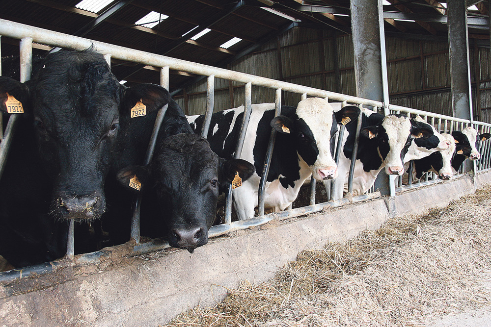 apres-quotas-politique-vache-laitiere-lait-prim-holtein-production - Illustration Quelle politique pour l’après quotas ?