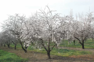 arbre-amandier-amerique-environnement-exploitation-laitiere-lait