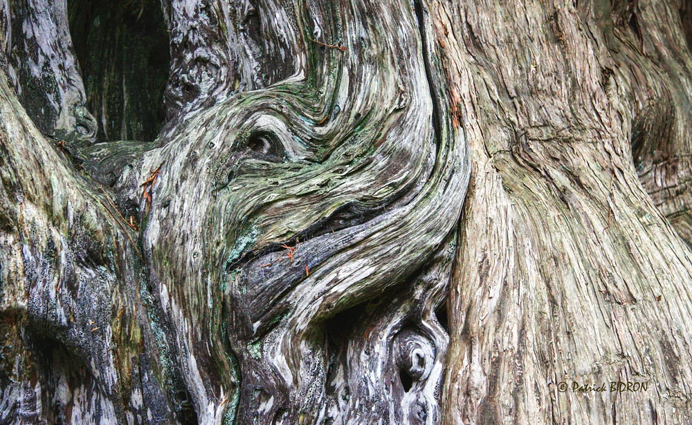 bois-photo-observer-nature-patrick-bidron - Illustration Mystérieuses créatures de bois