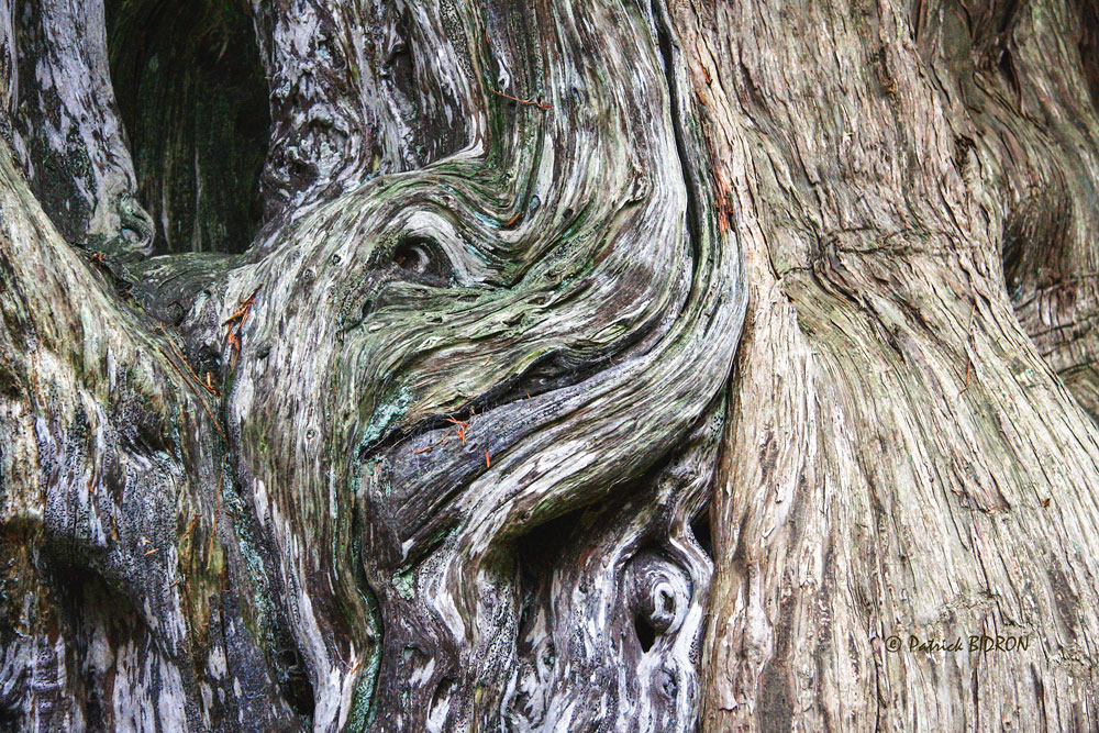bois-photo-observer-nature-patrick-bidron - Illustration Mystérieuses créatures de bois